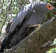 African Harrier-Hawk