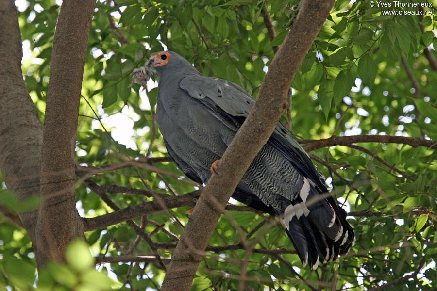 African Harrier-Hawkadult