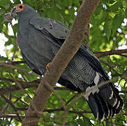 African Harrier-Hawk