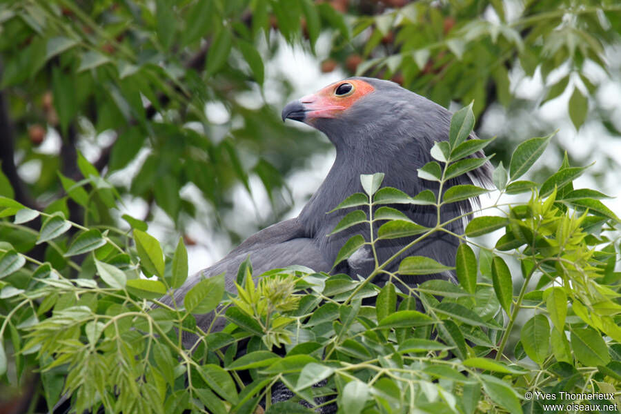 African Harrier-Hawkadult