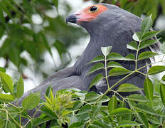 African Harrier-Hawk