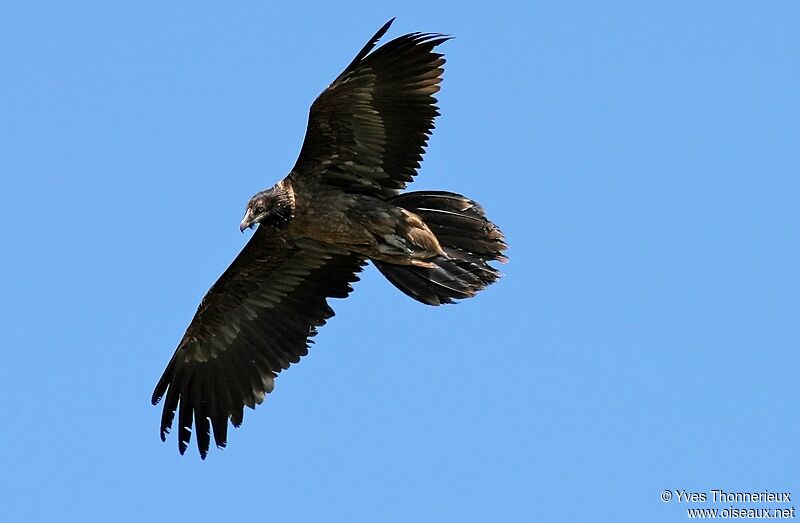 Bearded Vulture