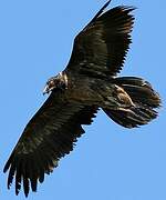 Bearded Vulture