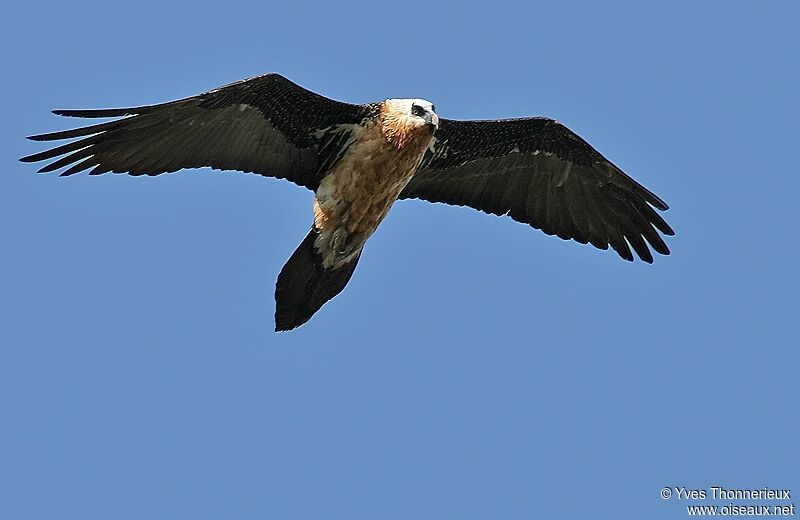 Bearded Vulture