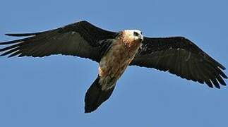 Bearded Vulture