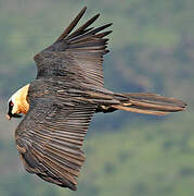 Bearded Vulture