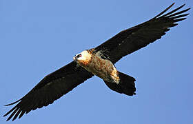 Bearded Vulture