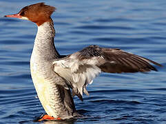 Common Merganser