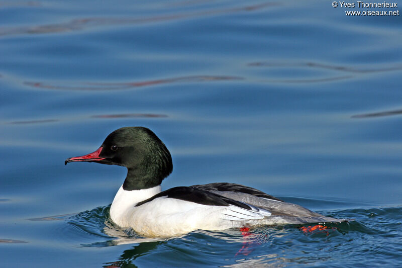 Common Merganser