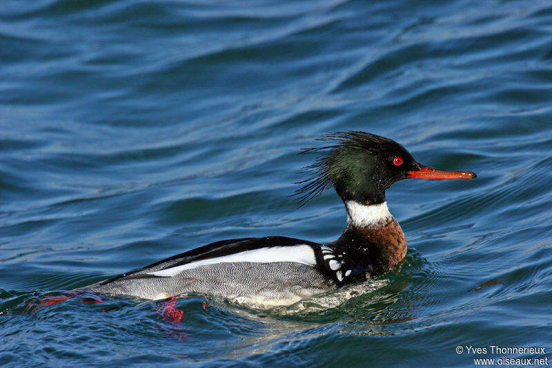 Red-breasted Merganser