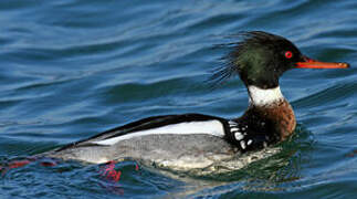 Red-breasted Merganser