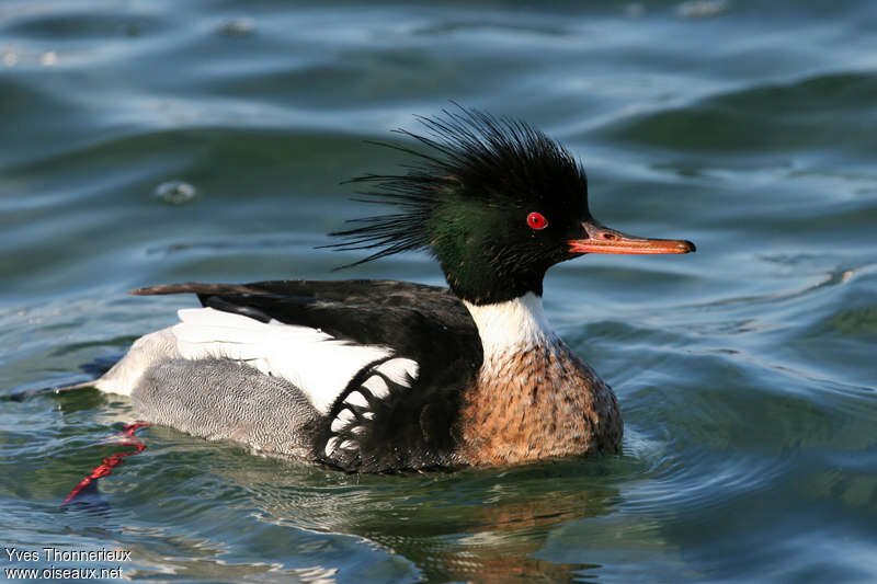 Harle huppé mâle adulte, identification