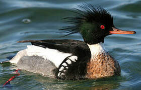 Red-breasted Merganser