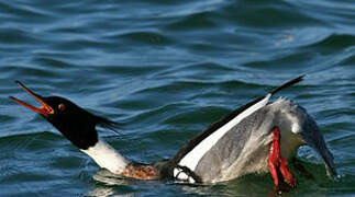 Red-breasted Merganser