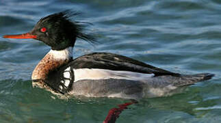 Red-breasted Merganser