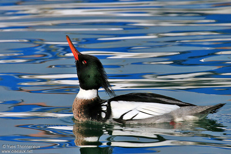 Red-breasted Merganser