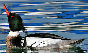 Red-breasted Merganser