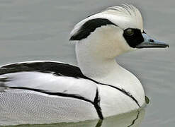 Smew