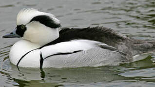 Smew