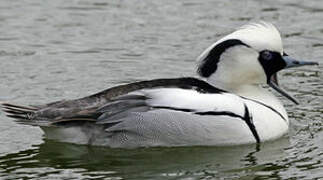 Smew