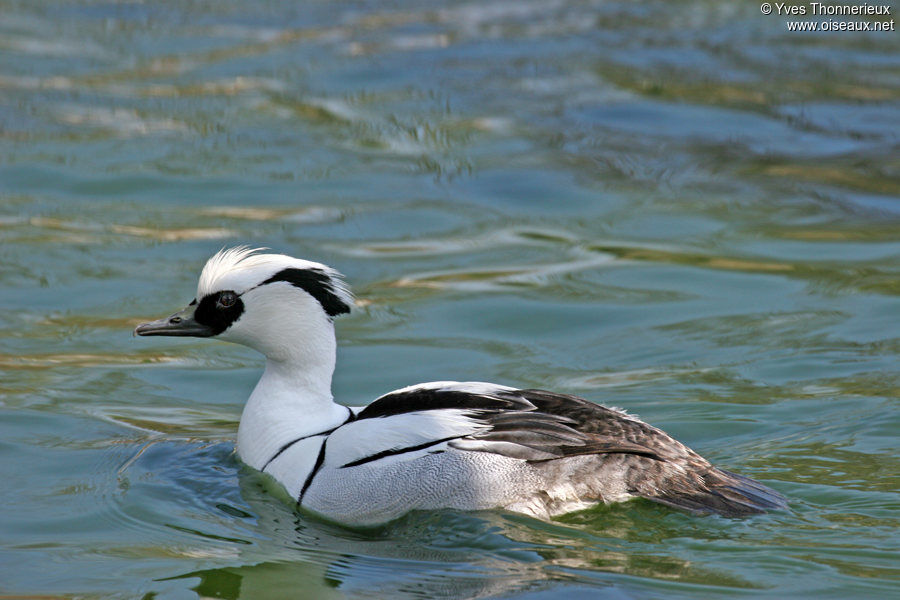 Smew