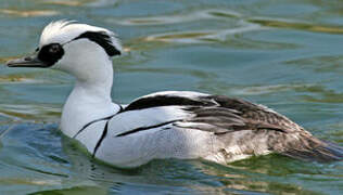 Smew