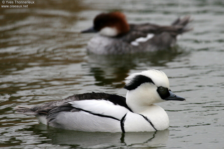 Smew