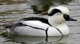 Smew