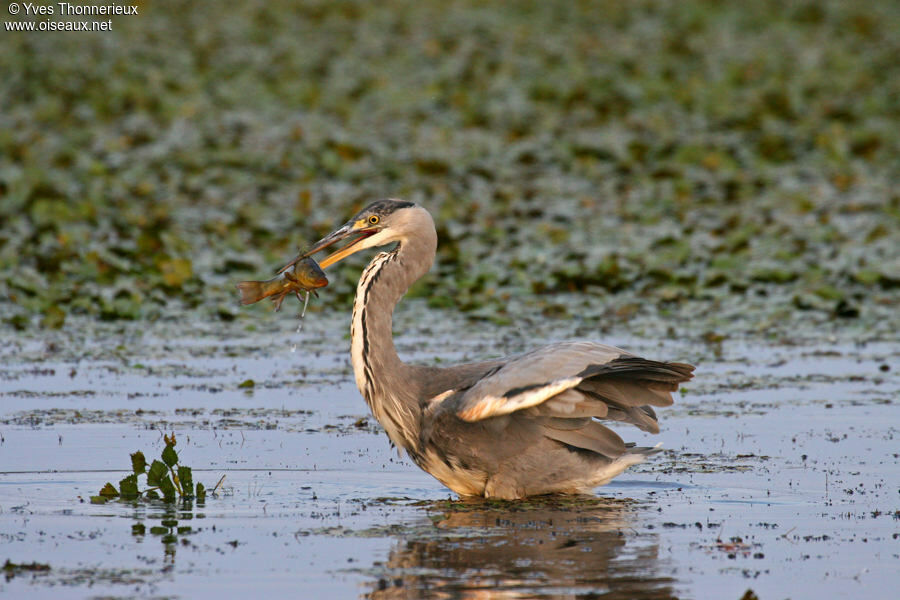 Grey Heronjuvenile