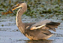 Grey Heron