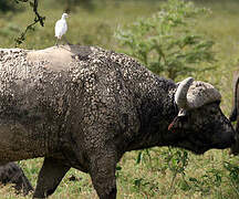 Western Cattle Egret