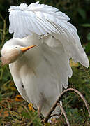 Western Cattle Egret