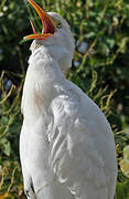 Western Cattle Egret