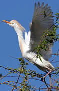 Western Cattle Egret