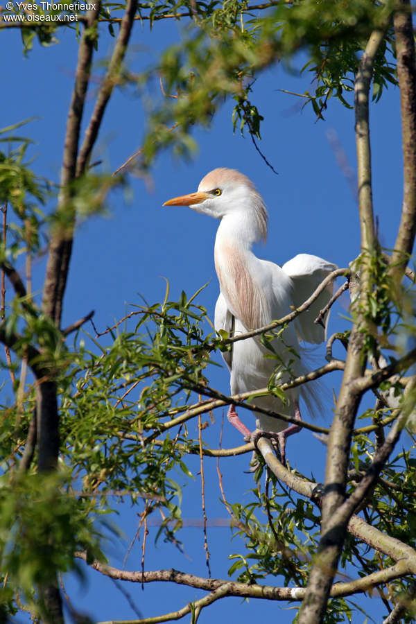 Western Cattle Egretadult