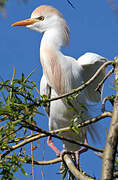 Western Cattle Egret