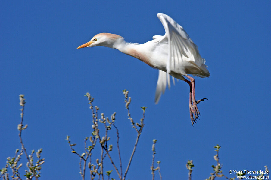 Western Cattle Egretadult