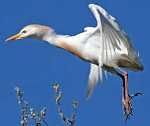 Western Cattle Egret