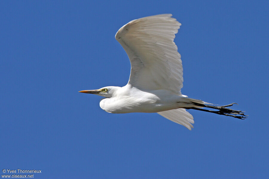 Intermediate Egretadult, Flight