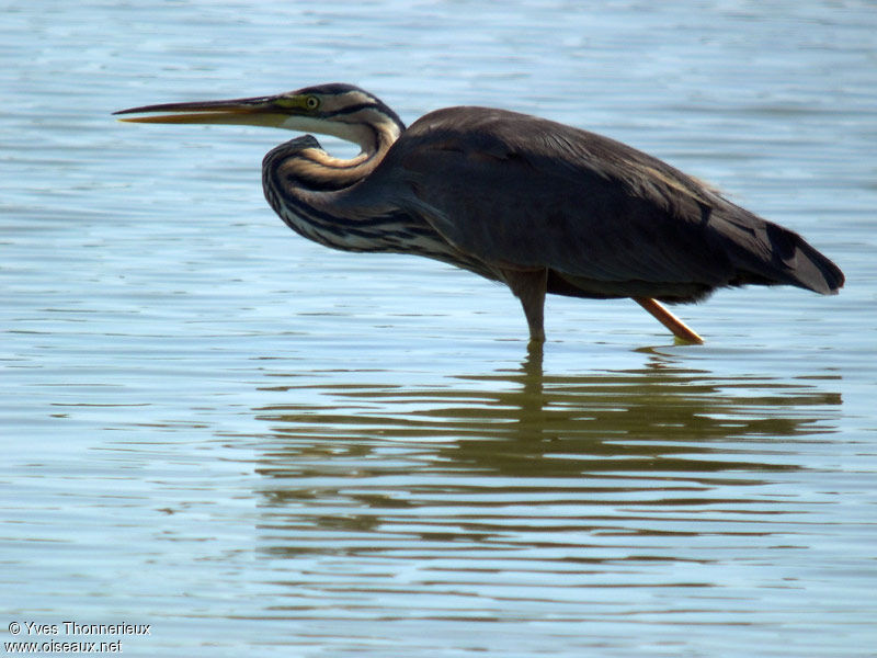 Purple Heron