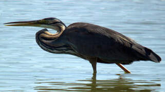 Purple Heron