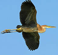 Purple Heron