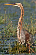 Purple Heron