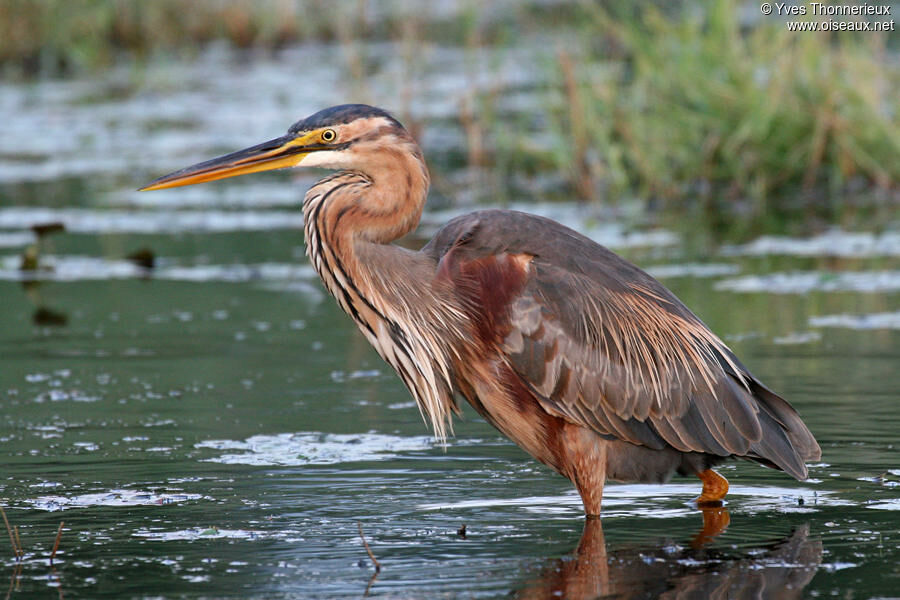 Héron pourpréadulte, identification