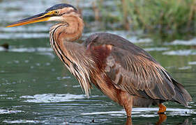 Purple Heron