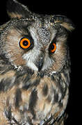 Long-eared Owl