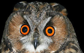 Long-eared Owl