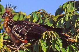 Hoatzin