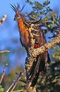 Hoatzin