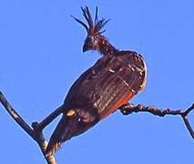 Hoatzin